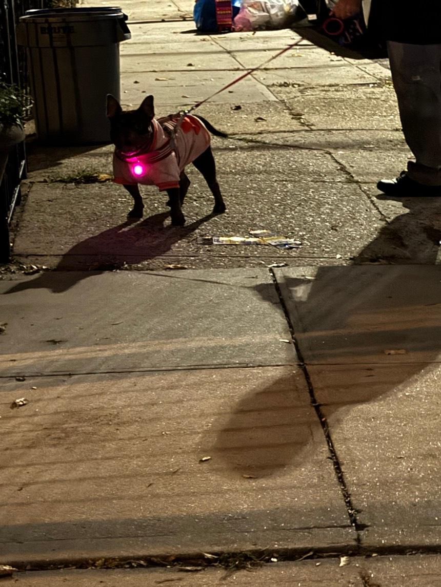 LED Safety Collar Light Charm