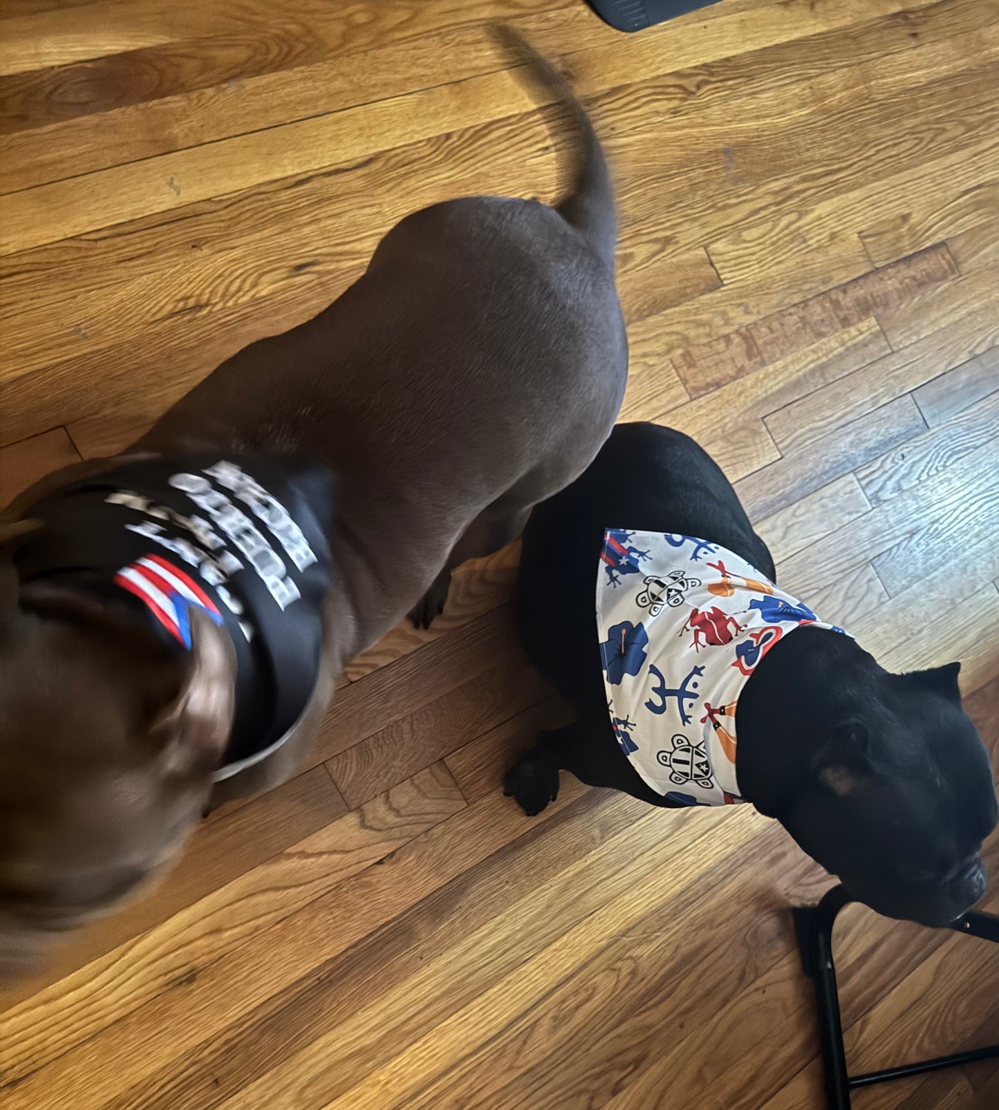 Puerto Rico Pet Bandana 1PC