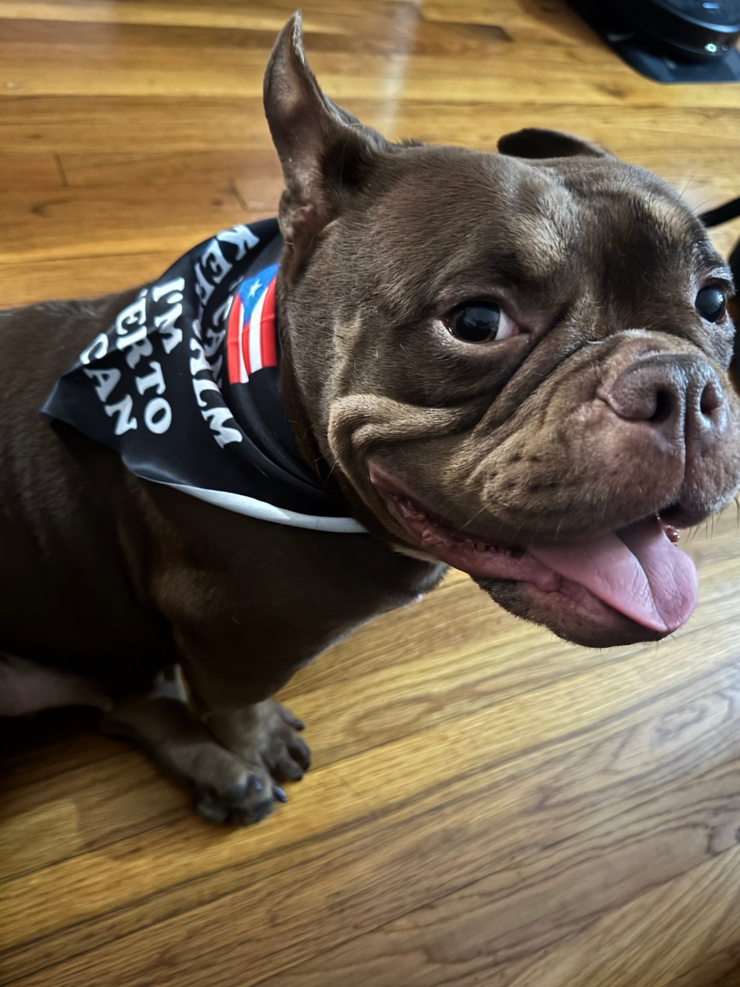 Puerto Rico Pet Bandana 1PC