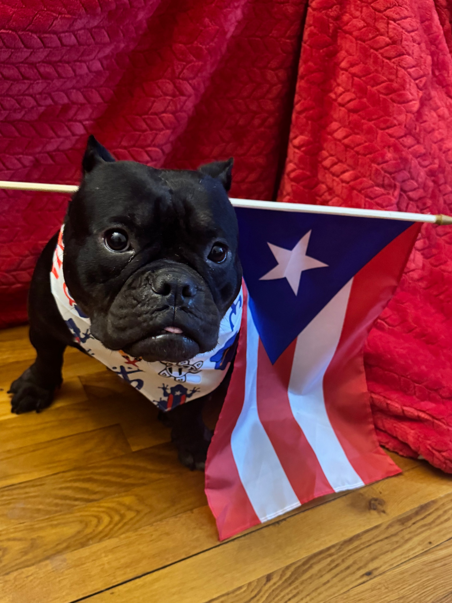 Puerto Rico Pet Bandana 1PC