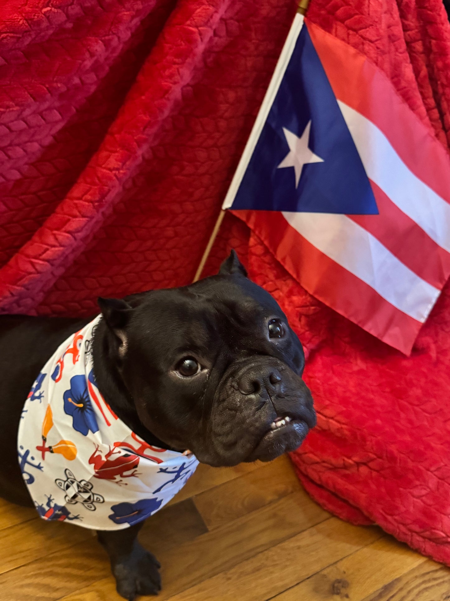 Puerto Rico Pet Bandana 1PC