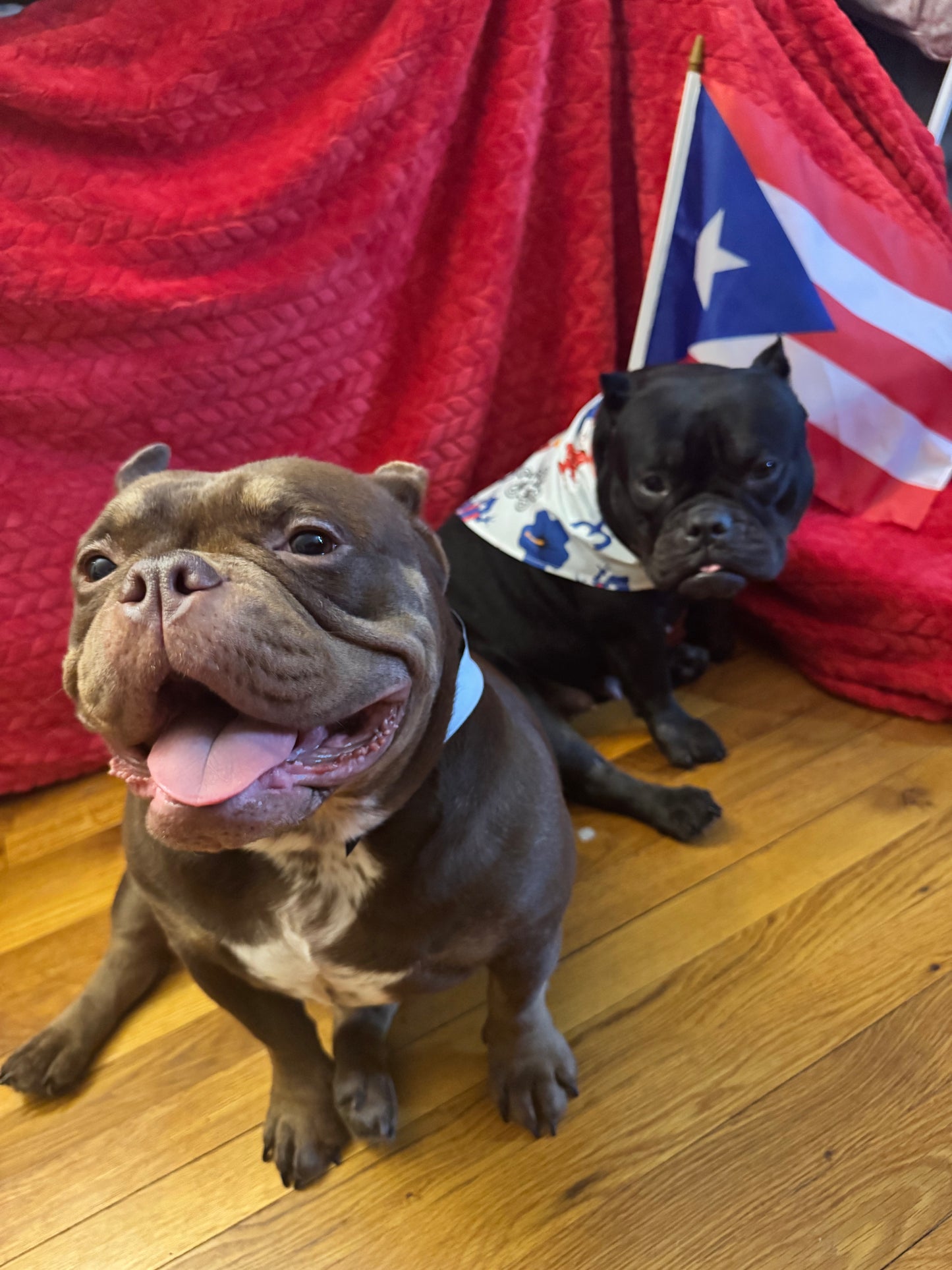 Puerto Rico Pet Bandana 1PC