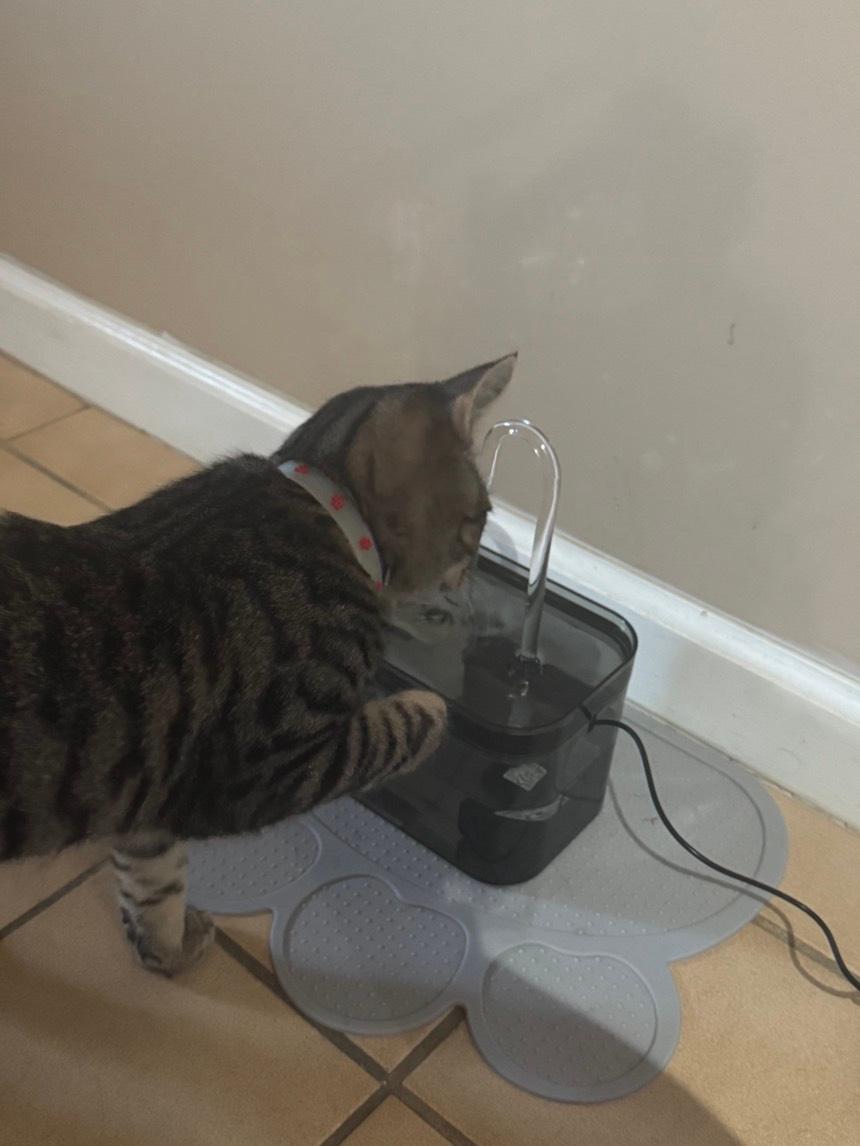 Pet Water Fountain-Black Transparent