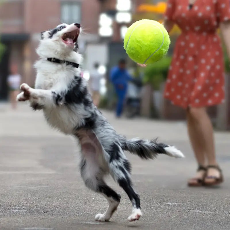 Interactive Dog Tennis Ball - Bouncy & Perfect for Small to Medium Breeds - Ideal for Training & Outdoor Play, Encourages Active Exercise